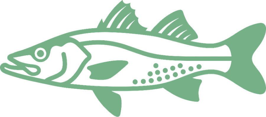 Ilustración de robalo