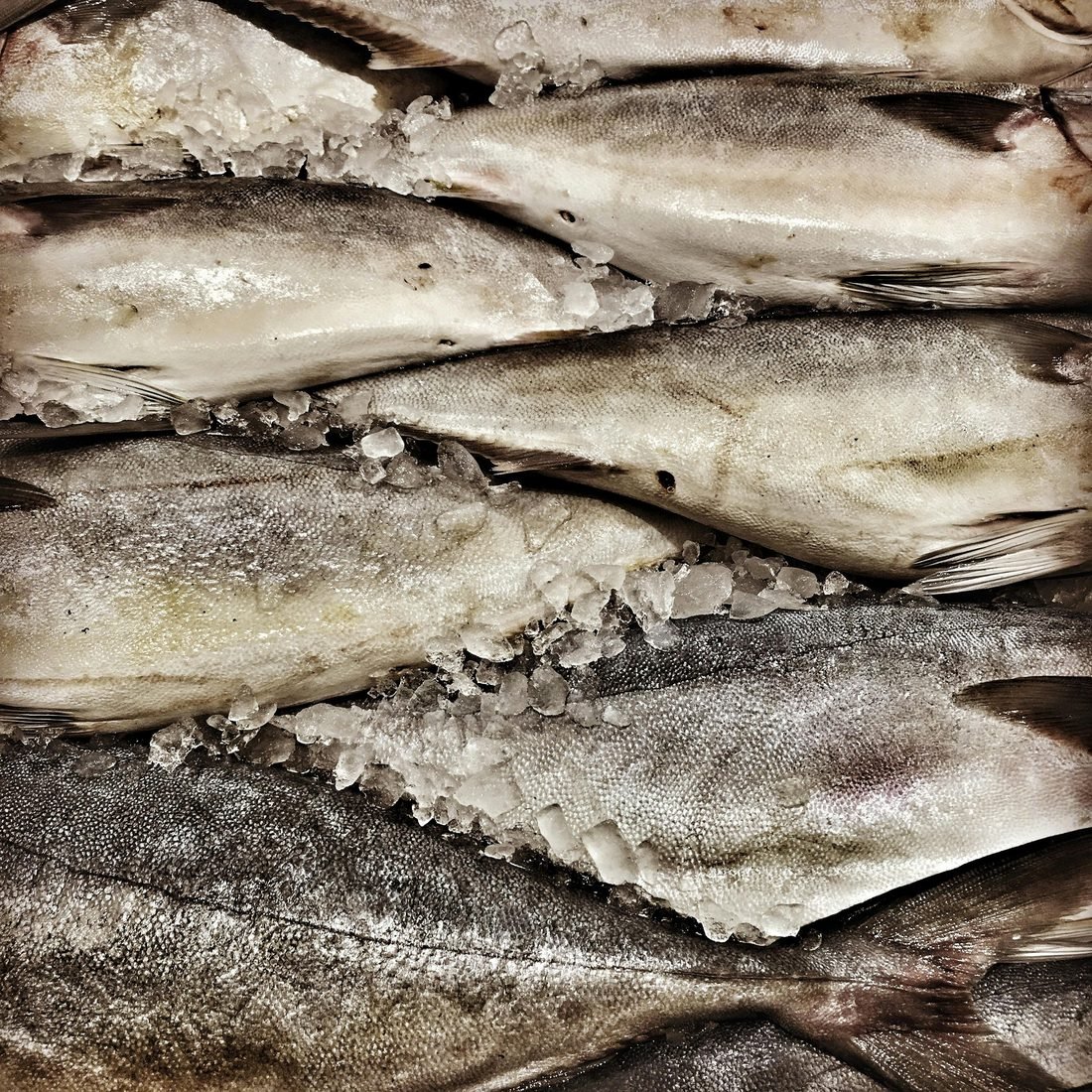 Pescado entero sobre hielo picado, recién eviscerado