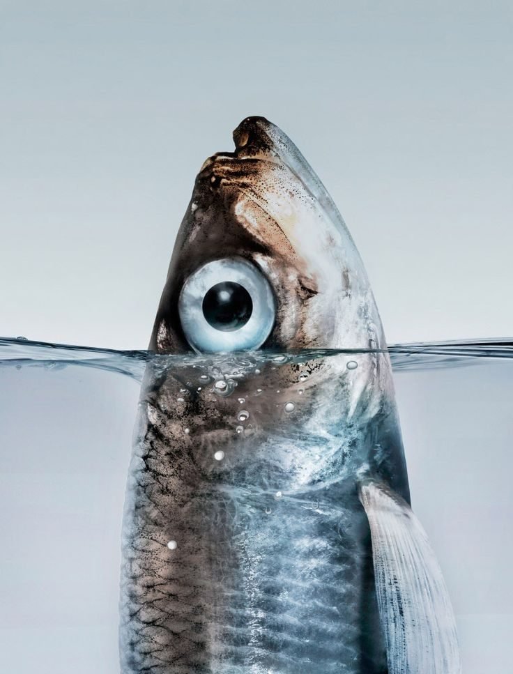 Primer plano del ojo de un pescado, claro y abombado: la señal de que está fresco