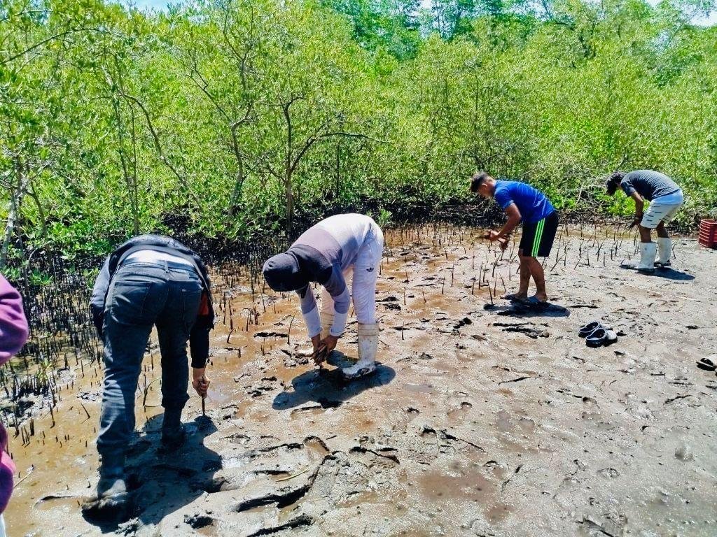 Siembra y recolección de propágulos de manglar en Jurubirá