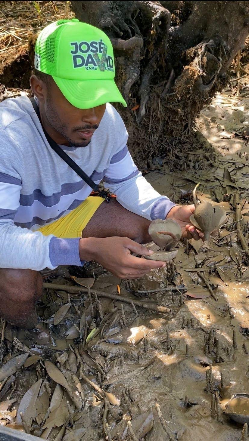 Siembra y recolección de propágulos de manglar en Jurubirá
