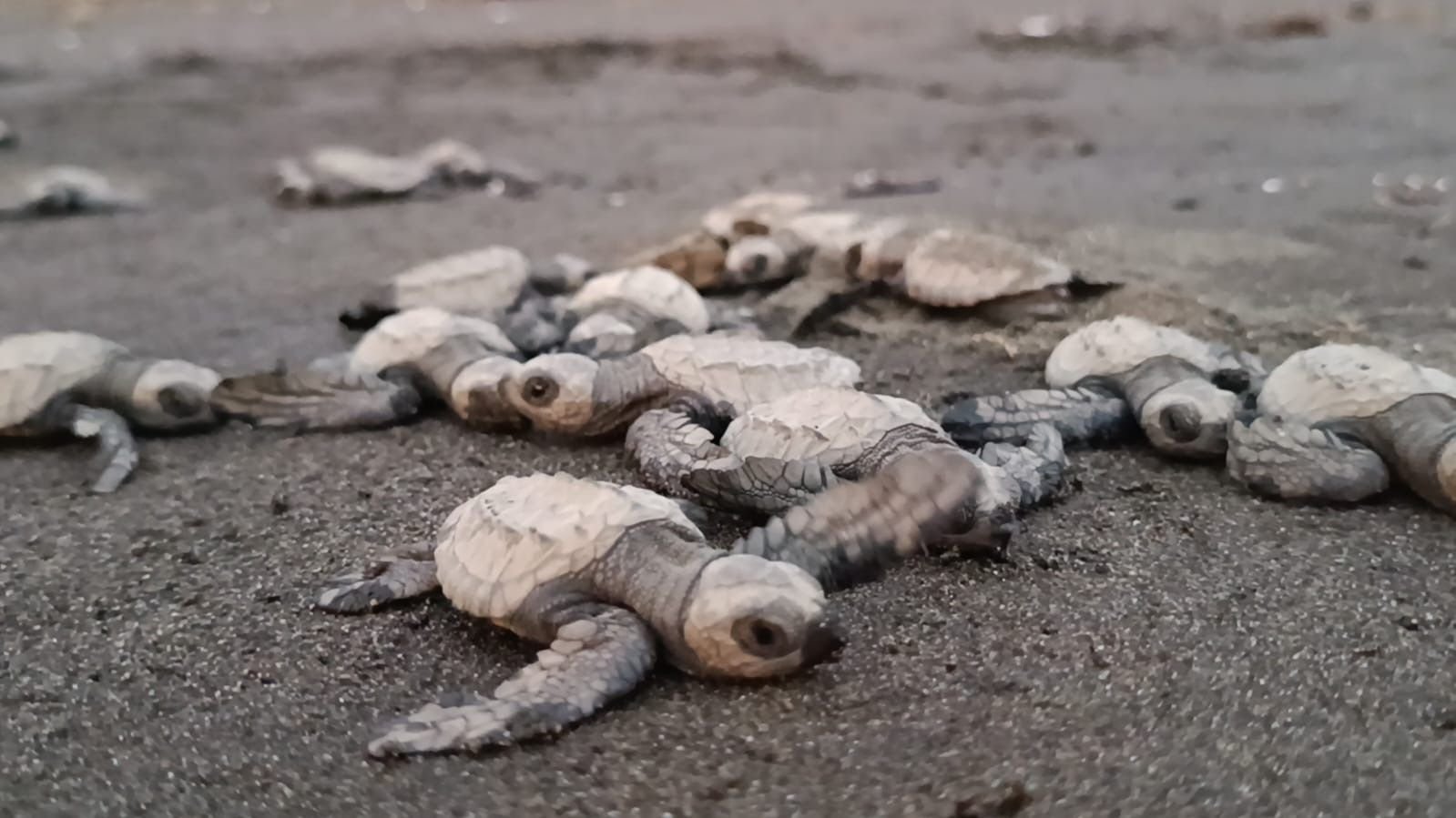Liberación de tortugas marinas acompañada por la comunidad